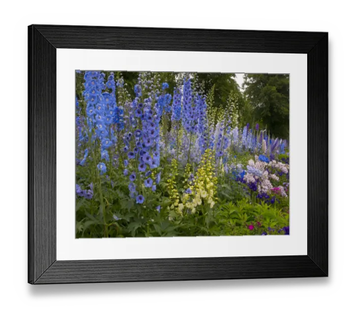 Framed Print : Delphiniums flowering in cottage garden. England, UK Framed Print : Delphiniums flowering in cottage garden. England, UK
