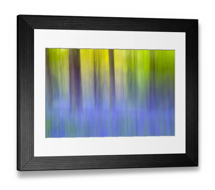 Framed Print : Bluebell (Hyacinthoides non-scriptus) woodland abstract, Norfolk, May Framed Print : Bluebell (Hyacinthoides non-scriptus) woodland abstract, Norfolk, May