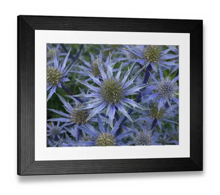 Framed Print : Mediterranean sea holly (Eryngium bourgatia) Picco blue flowers in garden border Framed Print : Mediterranean sea holly (Eryngium bourgatia) Picco blue flowers in garden border