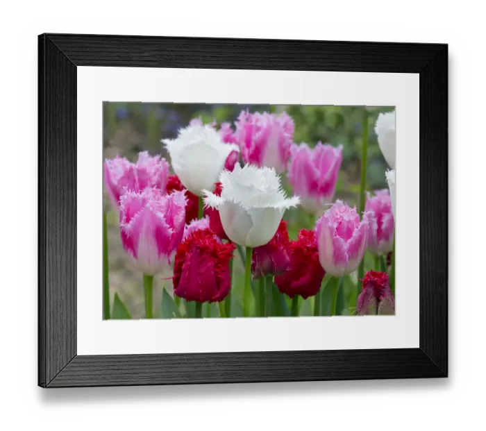 Framed Print : Fringed Tulip Dallas (Pink) and Tulipa Swan Wings (White) Framed Print : Fringed Tulip Dallas (Pink) and Tulipa Swan Wings (White)