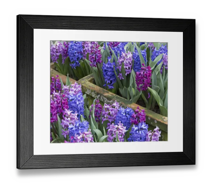 Framed Print : Hyacinths (Hycinthus) in flower Norfolk, England, UK, March