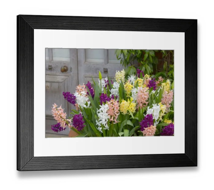 Framed Print : Hyacinths (Hycinthus) in flower in container, Norfolk, England, UK, March Framed Print : Hyacinths (Hycinthus) in flower in container, Norfolk, England, UK, March