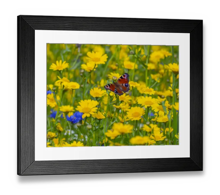 Framed Print : Peacock butterflies (Inachis io) feeding on corn marigolds (Glebionis segetum) Framed Print : Peacock butterflies (Inachis io) feeding on corn marigolds (Glebionis segetum)