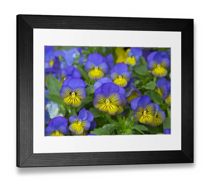 Framed Print : Domestic breed of Horned pansy (Viola cornuta) England, UK Framed Print : Domestic breed of Horned pansy (Viola cornuta) England, UK