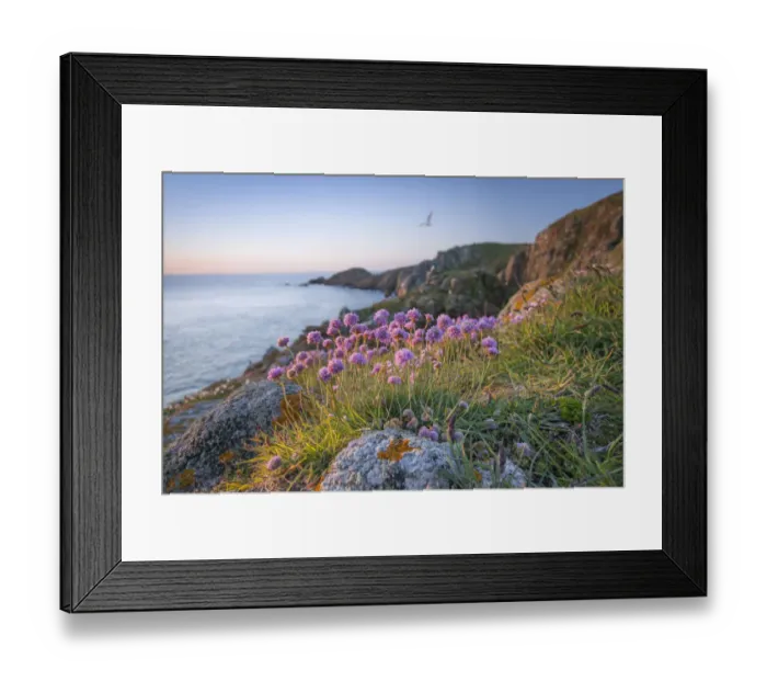 Framed Print : Thrift (Armeria maritima), Sark, British Channel Islands, May Framed Print : Thrift (Armeria maritima), Sark, British Channel Islands, May