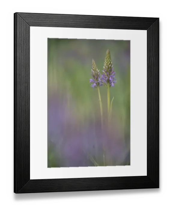 Framed Print : Southern marsh-orchid (Dactylorhiza praetermissa) Groot Schietveld, Wuustwezel, Belgium Framed Print : Southern marsh-orchid (Dactylorhiza praetermissa) Groot Schietveld, Wuustwezel, Belgium