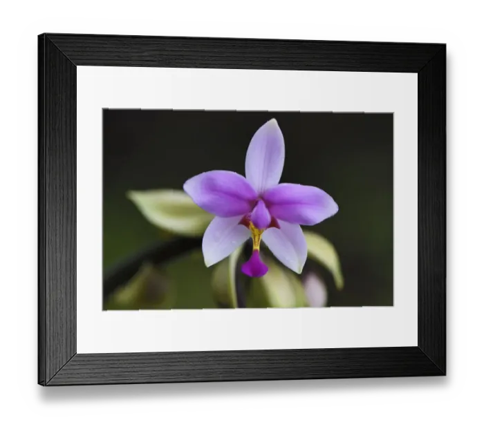 Framed Print : Montane rainforest orchid, near FakFak, Mainland New Guinea, Western Papua, Indonesian New Guinea Framed Print : Montane rainforest orchid, near FakFak, Mainland New Guinea, Western Papua, Indonesian New Guinea