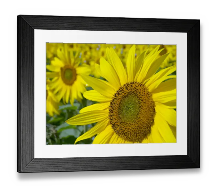 Framed Print : RF - Sunflowers (Helianthus annuus) in bloom on Norfolk, England, UK. August Framed Print : RF - Sunflowers (Helianthus annuus) in bloom on Norfolk, England, UK. August
