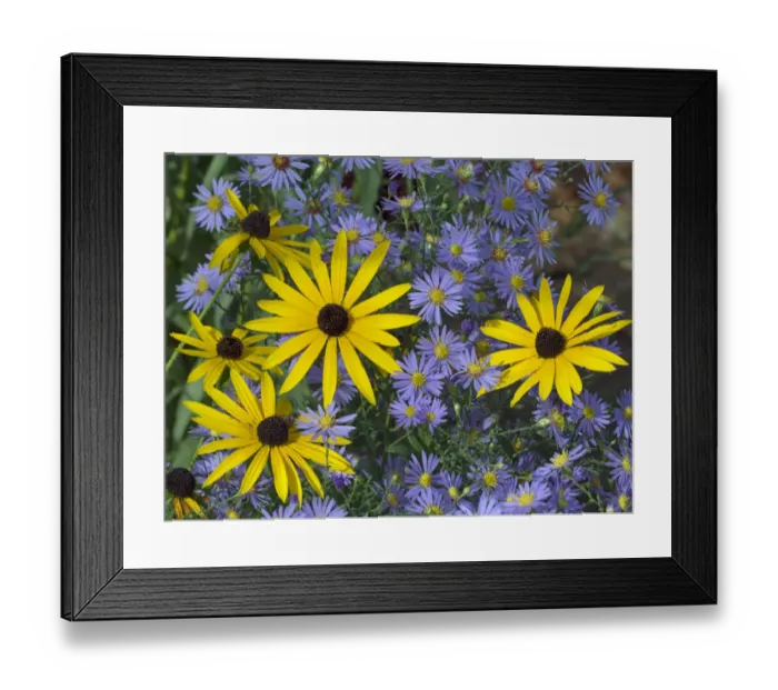 Framed Print : Rudbeckia fulgida var. sullivantii Goldsturm in garden with Michaelmas daisies