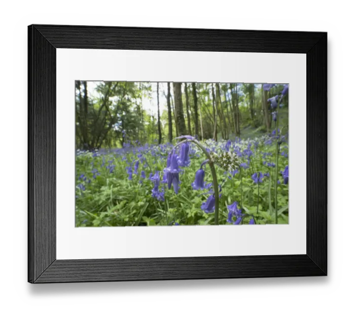 Framed Print : Orange tip butterfly (Anthocharis cardamines) female on Bluebell flower (Hyacinthoides Framed Print : Orange tip butterfly (Anthocharis cardamines) female on Bluebell flower (Hyacinthoides