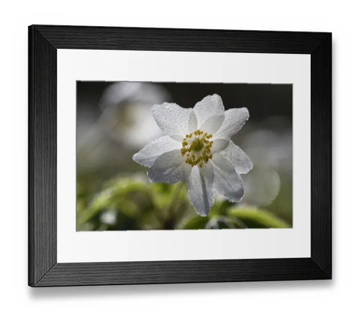 Framed Print : Wood anemone (Anemone nemorosa) covered in dew drops, Vosges, France, March Framed Print : Wood anemone (Anemone nemorosa) covered in dew drops, Vosges, France, March