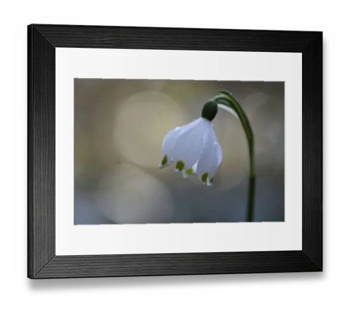 Framed Print : Spring snowflake flower (Leucojum vernum) with bokeh effect, Vosges, France, March Framed Print : Spring snowflake flower (Leucojum vernum) with bokeh effect, Vosges, France, March