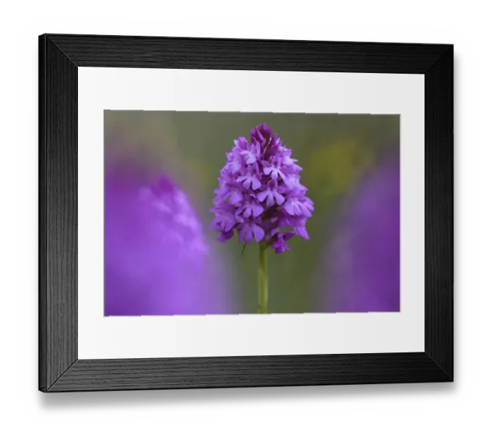 Framed Print : Pyramidal orchid (Anacamptis pyramidalis) flower, Vosges, France, June Framed Print : Pyramidal orchid (Anacamptis pyramidalis) flower, Vosges, France, June