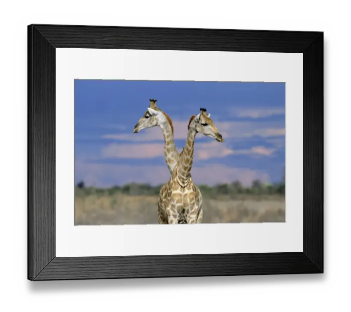 Framed Print : Giraffes (one or two?) {Giraffa camelopardalis} Etosha NP, Namibia. Double headed Framed Print : Giraffes (one or two?) {Giraffa camelopardalis} Etosha NP, Namibia. Double headed