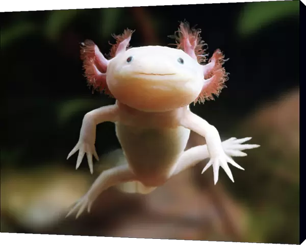 Axolotl {Siredon  /  Ambystoma mexicanum} albino, captive