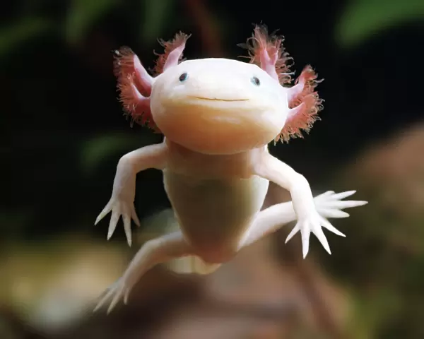 Axolotl {Siredon  /  Ambystoma mexicanum} albino, captive