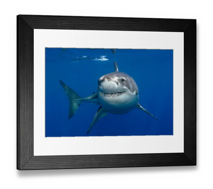 Framed Print : Great white shark (Carcharodon carcharias) underwater, Guadalupe Island, Mexico Framed Print : Great white shark (Carcharodon carcharias) underwater, Guadalupe Island, Mexico
