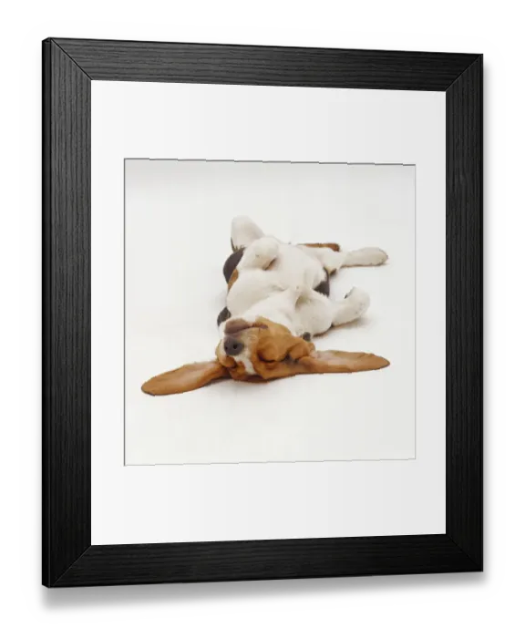 Framed Print : Basset Hound, sleeping upside down with ears spread Framed Print : Basset Hound, sleeping upside down with ears spread