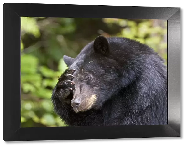 Black bear (Ursus americanus) scratching its head. Clayoquot Sound, Vancouver Island