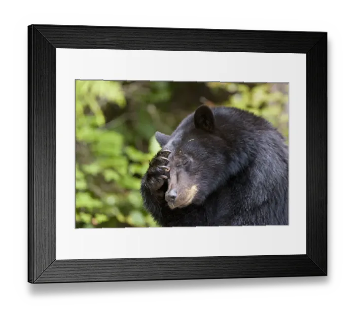 Framed Print : Black bear (Ursus americanus) scratching its head. Clayoquot Sound, Vancouver Island Framed Print : Black bear (Ursus americanus) scratching its head. Clayoquot Sound, Vancouver Island