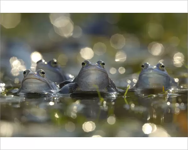 Moor frog (Rana arvalis) group of males in water, Germany