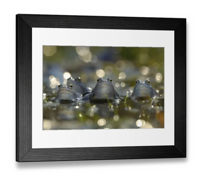 Framed Print : Moor frog (Rana arvalis) group of males in water, Germany Framed Print : Moor frog (Rana arvalis) group of males in water, Germany