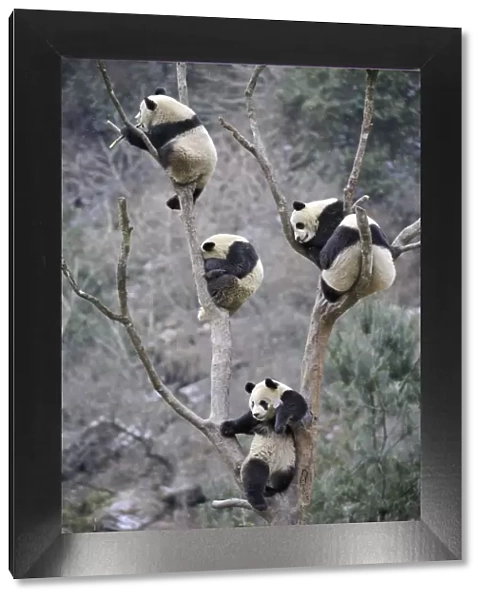 Four subadult giant pandas (Ailuropoda melanoleuca) climbing in a tree, Wolong Nature Reserve
