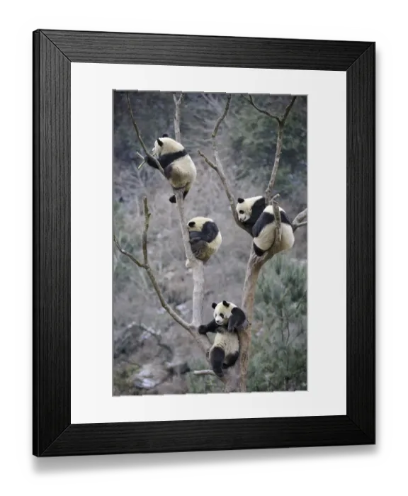 Framed Print : Four subadult giant pandas (Ailuropoda melanoleuca) climbing in a tree, Wolong Nature Reserve Framed Print : Four subadult giant pandas (Ailuropoda melanoleuca) climbing in a tree, Wolong Nature Reserve