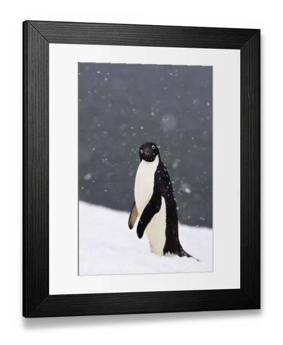 Framed Print : Adelie penguin (Pygoscelis Adeliae) in falling snow on the western Antarctic Peninsula Framed Print : Adelie penguin (Pygoscelis Adeliae) in falling snow on the western Antarctic Peninsula