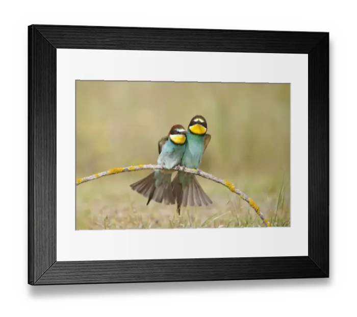 Framed Print : European bee eaters (Merops apiaster) sitting close together on branch. Seville, Spain Framed Print : European bee eaters (Merops apiaster) sitting close together on branch. Seville, Spain