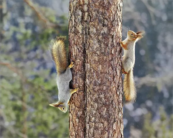 Two Red squirrels {Sciurus vulgaris} on tree trunk, one going up, one coming down
