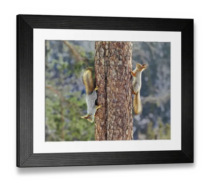Framed Print : Two Red squirrels {Sciurus vulgaris} on tree trunk, one going up, one coming down Framed Print : Two Red squirrels {Sciurus vulgaris} on tree trunk, one going up, one coming down