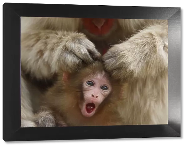 Japanese macaque  /  Snow monkey {Macaca fuscata} mother grooming four-day-old newborn baby