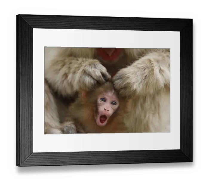 Framed Print : Japanese macaque / Snow monkey {Macaca fuscata} mother grooming four-day-old newborn baby Framed Print : Japanese macaque / Snow monkey {Macaca fuscata} mother grooming four-day-old newborn baby