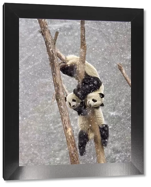 Two Giant pandas {Ailuropoda melanoleuca} climbing tree trunk in snow storm, Sichuan