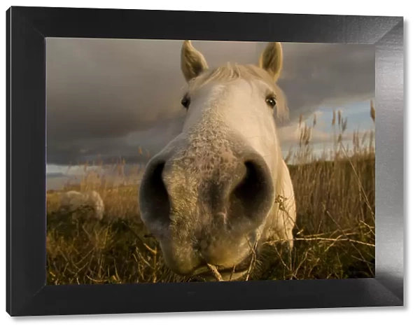Close up of nostrils of White horse of the Camargue on wetlands, Camargue, France