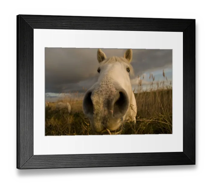 Framed Print : Close up of nostrils of White horse of the Camargue on wetlands, Camargue, France Framed Print : Close up of nostrils of White horse of the Camargue on wetlands, Camargue, France