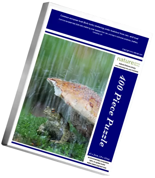 Common european toad (Bufo bufo) sheltering under toadstool from rain, wild toad