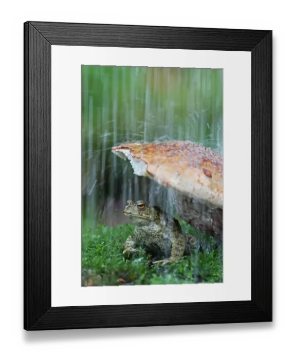 Framed Print : Common european toad (Bufo bufo) sheltering under toadstool from rain, wild toad Framed Print : Common european toad (Bufo bufo) sheltering under toadstool from rain, wild toad