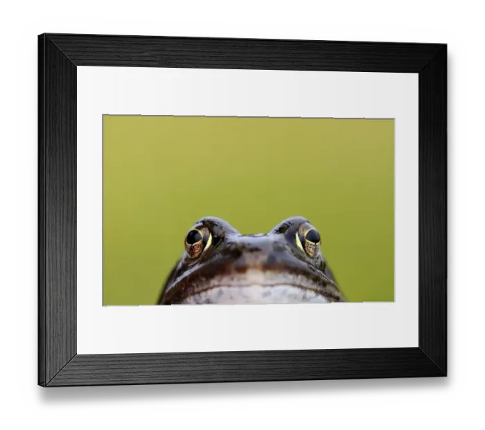 Framed Print : Front-view showing head and eyes of Common frog (Rana temporaria), Broxwater, Cornwall Framed Print : Front-view showing head and eyes of Common frog (Rana temporaria), Broxwater, Cornwall