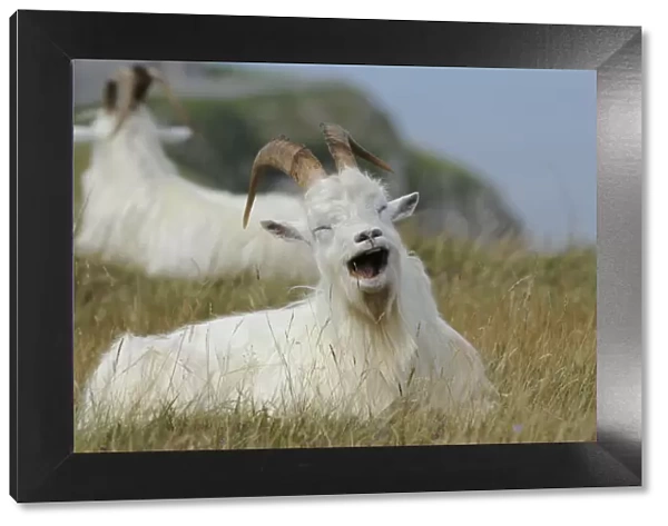 Wild goats (Capra hircus) resting on coastal promontory, one yawning, Great Orme