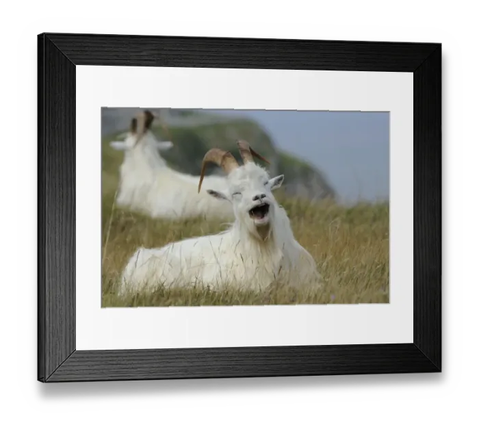 Framed Print : Wild goats (Capra hircus) resting on coastal promontory, one yawning, Great Orme Framed Print : Wild goats (Capra hircus) resting on coastal promontory, one yawning, Great Orme