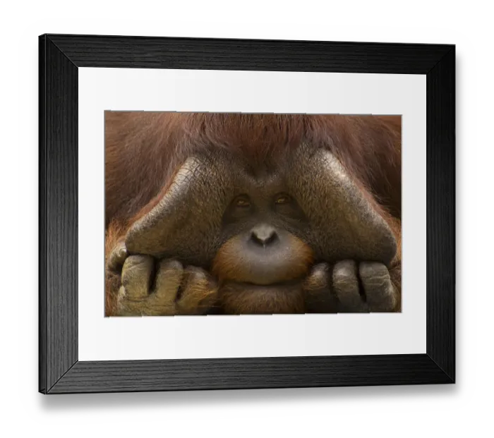 Framed Print : Close up face portrait of male Orang Utan (Pongo pygmaeus) Captive, Netherlands Framed Print : Close up face portrait of male Orang Utan (Pongo pygmaeus) Captive, Netherlands