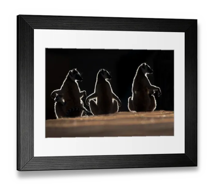 Framed Print : Three Ring-tailed Lemurs (Lemur catta) sun basking at dawn. Berenty Private Reserve Framed Print : Three Ring-tailed Lemurs (Lemur catta) sun basking at dawn. Berenty Private Reserve