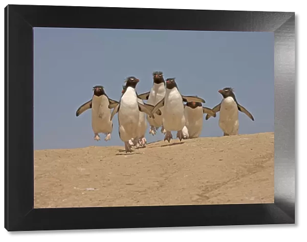 Group of Rockhopper Penguins (Eudyptes chrysocome) making their way from the nesting