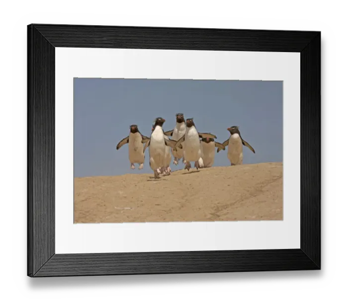 Framed Print : Group of Rockhopper Penguins (Eudyptes chrysocome) making their way from the nesting Framed Print : Group of Rockhopper Penguins (Eudyptes chrysocome) making their way from the nesting