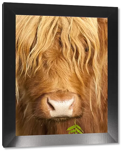 Head portrait of Highland cow, Scotland, with tiny frond of bracken at corner of mouth