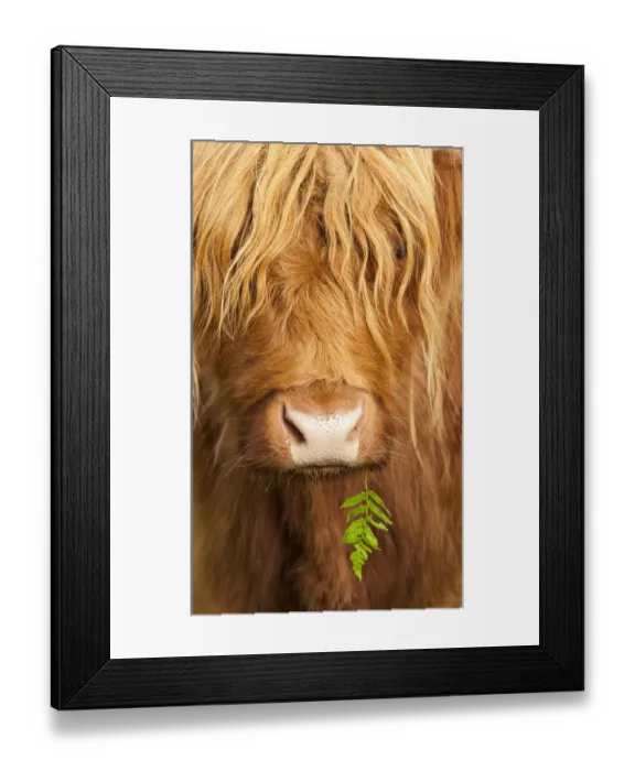 Framed Print : Head portrait of Highland cow, Scotland, with tiny frond of bracken at corner of mouth Framed Print : Head portrait of Highland cow, Scotland, with tiny frond of bracken at corner of mouth