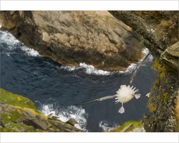 Fulmar (Fulmarus glacialis) rear view of bird hanging in air over steep cliffs, Shetland Islands