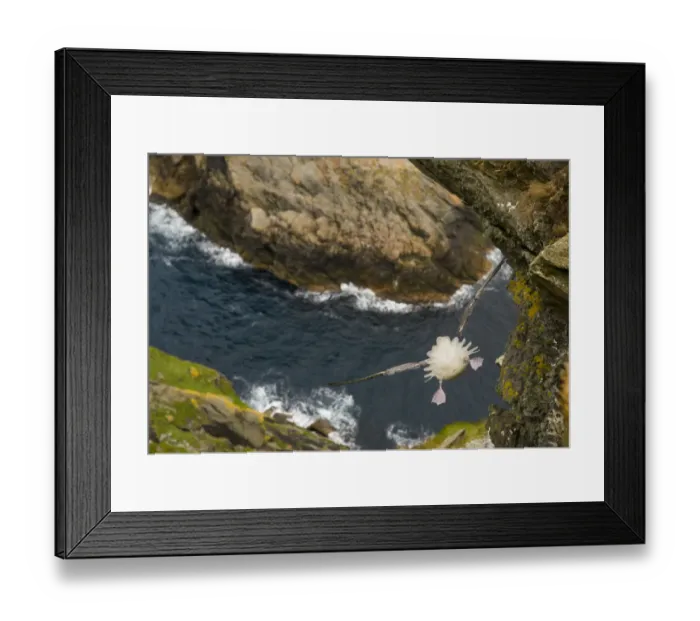Framed Print : Fulmar (Fulmarus glacialis) rear view of bird hanging in air over steep cliffs, Shetland Islands Framed Print : Fulmar (Fulmarus glacialis) rear view of bird hanging in air over steep cliffs, Shetland Islands